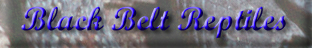 Black Belt Reptiles - our Snake Husbandry Business