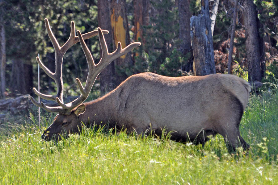Elk (Cervus canadensis)