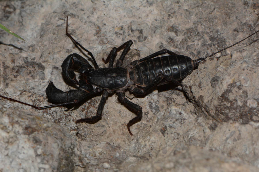 Vinegaroon (Mastigoproctus giganteus)