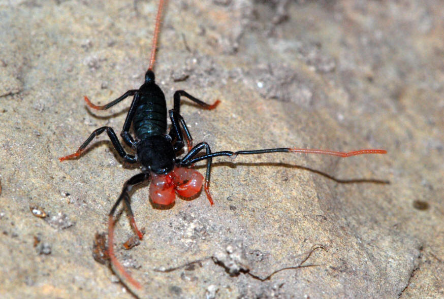 Vinegaroon (Mastigoproctus giganteus)