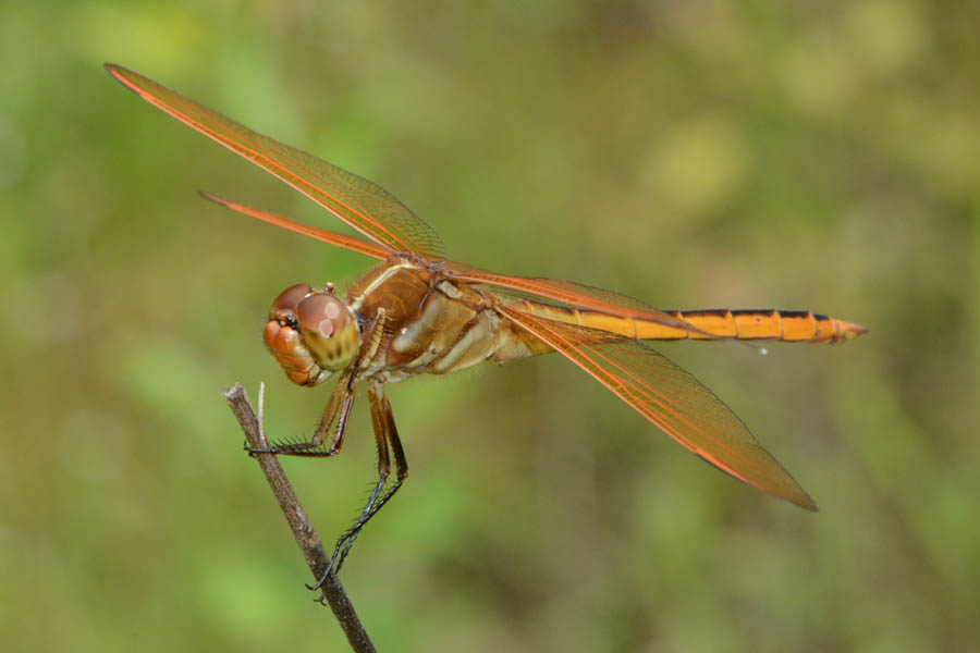 Golden-winged Skimmer (Libellula auripennis)