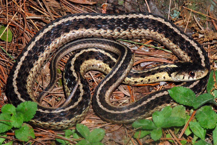 Common Gartersnake (Thamnophis sirtalis)