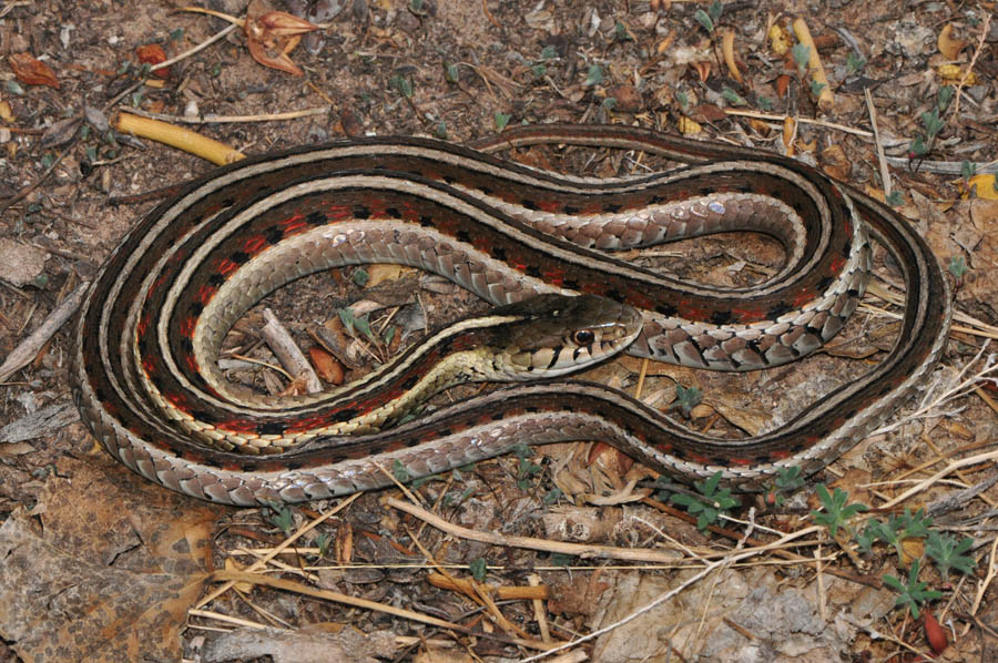 Common Gartersnake (Thamnophis sirtalis)