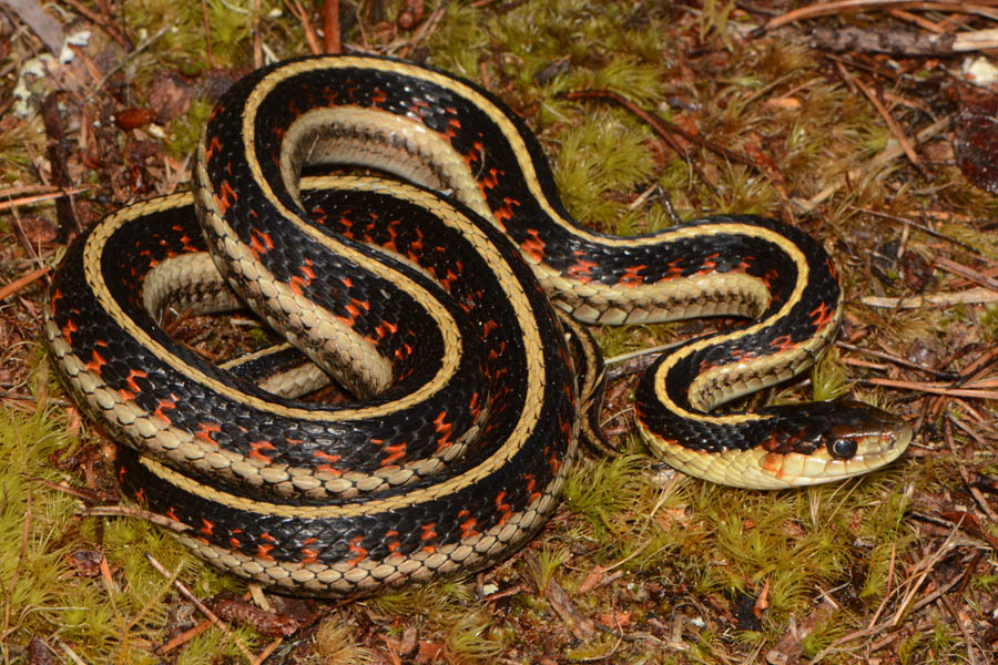 Common Gartersnake (Thamnophis sirtalis)