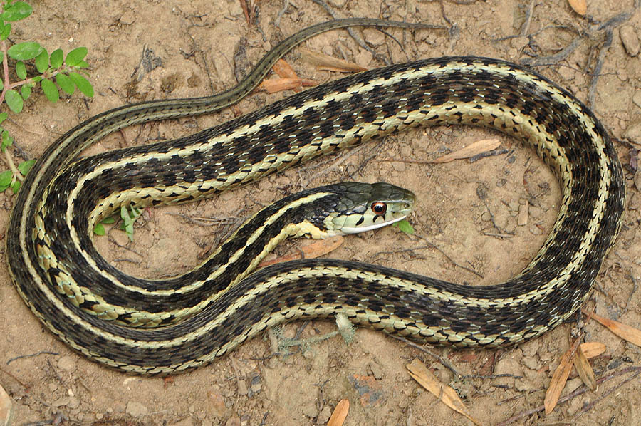 Common Gartersnake (Thamnophis sirtalis)