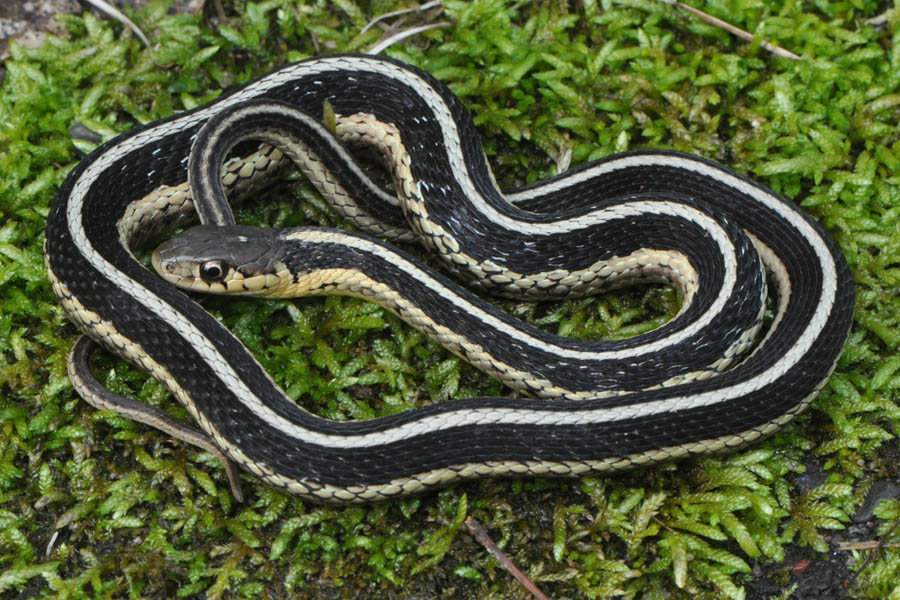 Common Gartersnake (Thamnophis sirtalis)